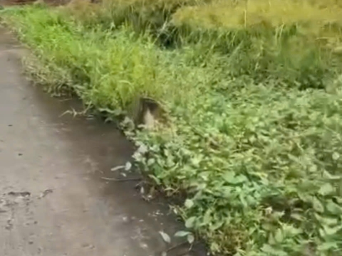 Long Cang, Cần Đước