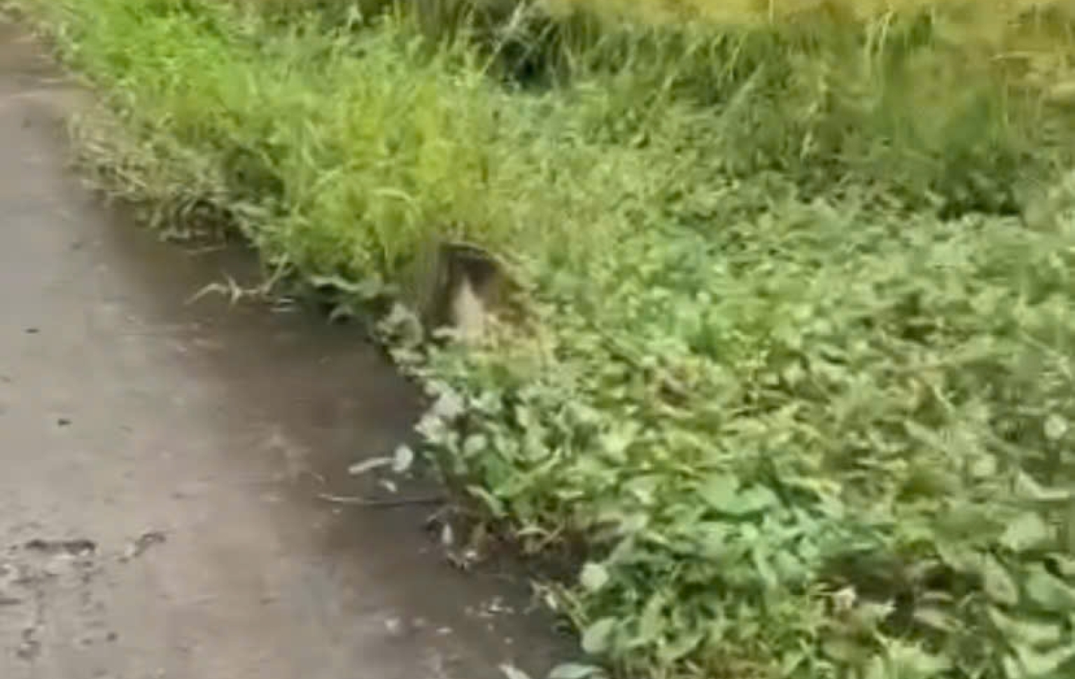 Long Cang, Cần Đước
