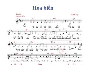 Hoa Biển sheet có lời 
