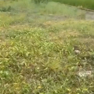 Long Cang, Cần Đước